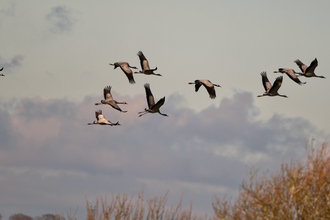 A group of ten cranes fly across a grey, cloudy sky