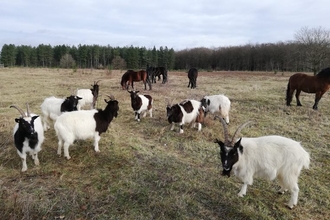 A herd of black and white goats grazing a field, with ponies in the background