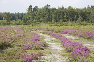 A path at Buxton Heath lined with pink heather