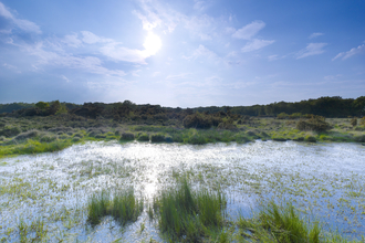 A pool of water with lots of green vegetation growing, under a sunny blue sky