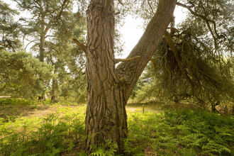 A scott's pine tree trunk in summer at East Wretham reserve