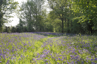 Bluebells at Foxley wood