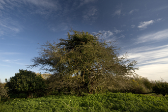 A large tree stands in a green field under a blue sky