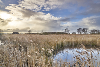 Blue cloudy skies, swaying reeds and water at Hickling.