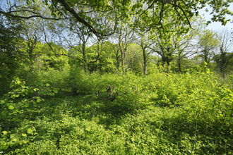 A lush green woodland in Summer