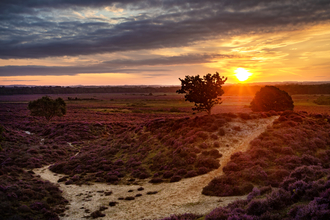 Roydon Common heathland in rich hues as the sun sets on the horizon