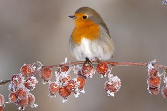 Robin perched on a branch with frosted red berries on it