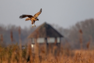 A marsh harrier hunting over the reedbeds at Hickling Broad and Marshes. You can see one of the hides blurred in the background.