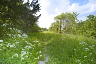 Cowslip, grass and trees along a path at Narborough Railway Line