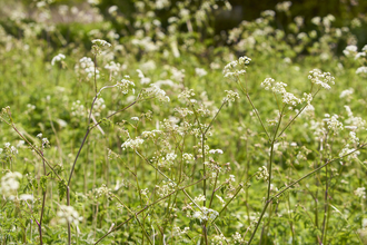 White plants at New Buckenham Common