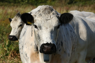 A British White cow looks directly ahead at the camera