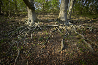 Long snakey tree roots on the forest floor at Ringstead Downs