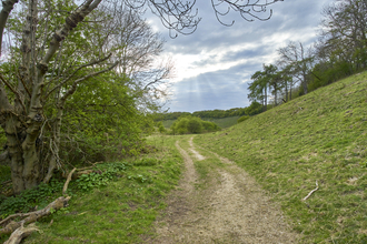 A winding path banked by trees at Ringstead Downs