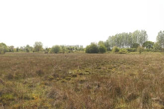 Brown grass and shrubs at Scarning Fen