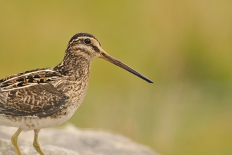 Close up image of a snipe. It has mottled brown feathers and a long thin bill. 