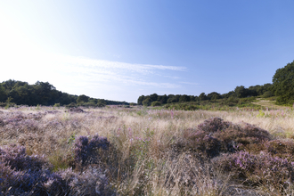 Purple heather and blue skies at Syderstone Common