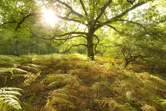 Trees and ferns in a woodland