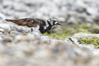 A brown, black and white turnstone bird blending in with pebbles and rocks