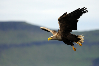 A flying white-tailed eagle with it's sharp yellow beak and huge black wings. 