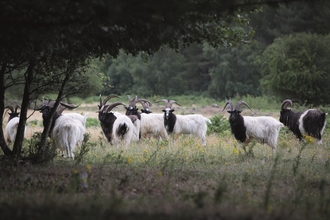 Goats grazing on a reserve. They have black and white hair and long curved horns. 
