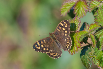 Speckled wood butterfly on a leaf in the sunshine. It is a brown butterfly, with sandy-coloured speckles on the edge of it's wings.