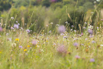 Wildflower meadow featuring purple and yellow flowers