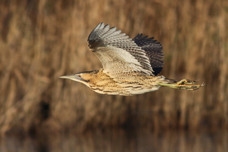 Bittern flying across reedbeds