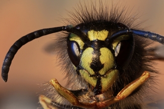 Close up photo of the face of a common wasp