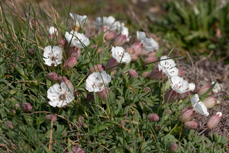 Small white wildflowers found on Cley's shingle ridge