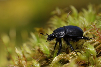 A black dor beetle on pale green moss