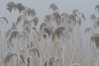 A grey misty scene with reeds frosted over