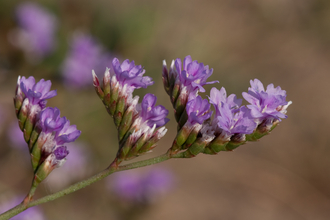 Close-up of a purple wildflower