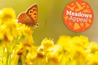 A small copper butterfly perches on some yellow ragwort, alongside the words 'Meadows appeal'