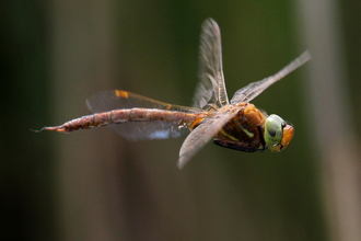 A dragonfly in flight. It is rusty brown with a green head