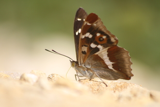 Butterfly with its wings nearly closed and a brown patterned underside