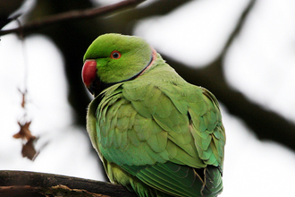 A ring-necked parakeet perched on a bare branch. It has bright green feathers and a red beak