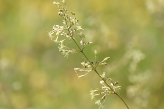 A Spanish catchfly plant. It has a tall stem and small pale green buds and flowers. 