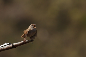 A wren singing its heart out whilst perched at the end of a branch