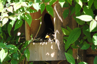 A wooden bird box in a tree, with a bird sitting inside it