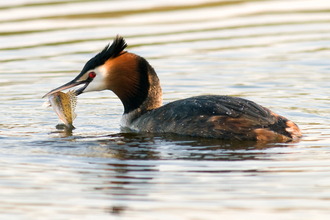 A great crested grebe sits on the water, holding a fish in its beak