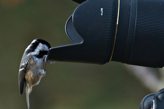 A coal tit peering into the lens of a camera. 