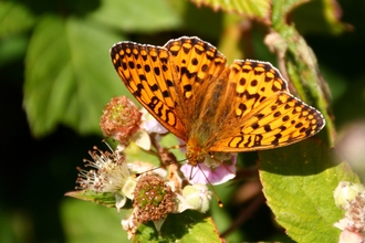 A speckled butterfly sits on a bramble flower