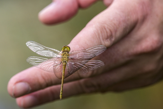 A dragonfly has landed on someone's hand.
