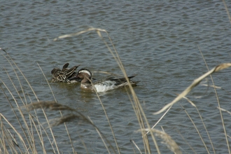 Garganey swimming at NWT Cley marshes