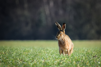 A hare in a field of green grass. 