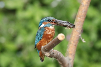 A kingfisher sitting on a branch with some food in its beak