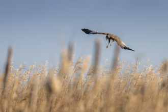 A marsh harrier hunting over a reedbed. 