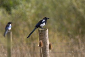 A magpie sits on a wooden post in a field, with another magpie blurred out behind it