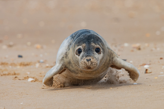 A baby seal crawls along the beach, looking into the camera