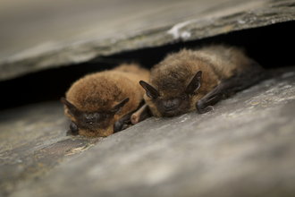 Two furry brown bats sitting under a stone